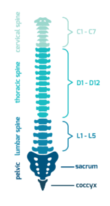 spine diagram